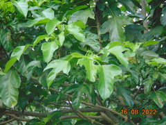 Dendropanax arboreus