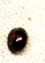 Chilocorus bipustulatus