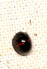 Chilocorus bipustulatus