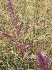 Odontites vernus