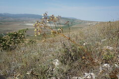 Ferulago galbanifera