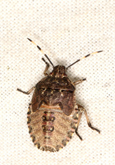 Rhaphigaster nebulosa