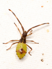 Gonocerus acuteangulatus