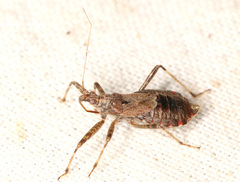 Himacerus apterus