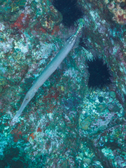 Aulostomus chinensis