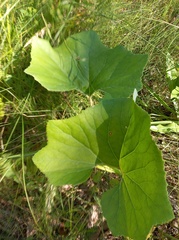 Petasites spurius