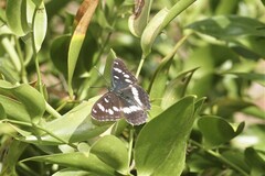 Limenitis reducta