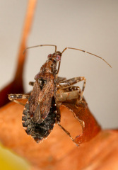 Himacerus mirmicoides
