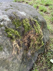 Homalothecium sericeum