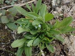 Myosotis laxa