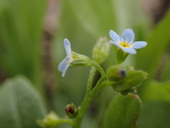 Myosotis laxa