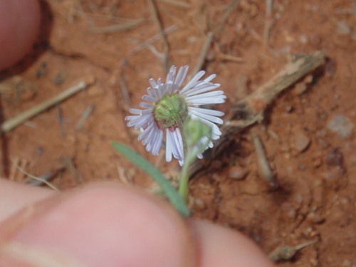 Image of Brachyscome ciliaris by (c) Thomas Mesaglio, some rights reserved (CC BY)