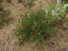 Juncus ranarius
