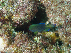 Pomacentrus coelestis