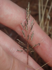 Eragrostis kennedyae