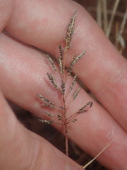 Eragrostis kennedyae