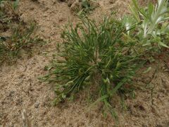 Juncus ranarius