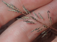 Eragrostis kennedyae
