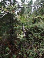 Larix decidua