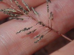 Eragrostis kennedyae