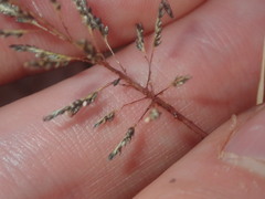 Eragrostis kennedyae