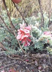 Indigofera mollicoma