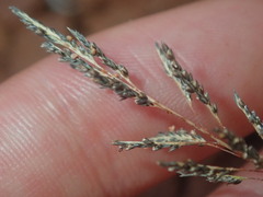 Eragrostis kennedyae