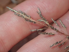 Eragrostis kennedyae