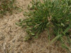 Juncus ranarius