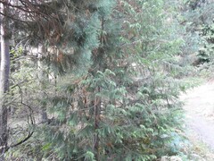 Chamaecyparis lawsoniana