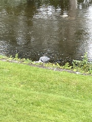 Ardea cinerea cinerea