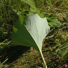 Petasites spurius