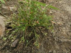 Juncus ranarius