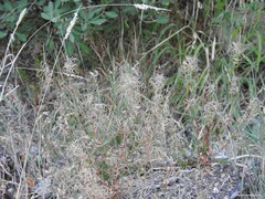 Epilobium obscurum