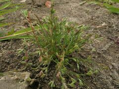 Juncus ranarius