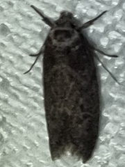 Heteromicta pachytera