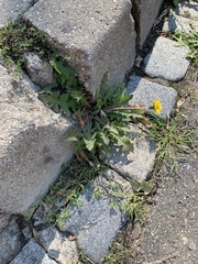 Taraxacum officinale