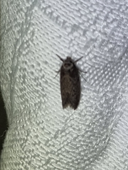 Heteromicta pachytera