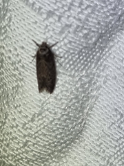 Heteromicta pachytera