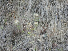 Jasione
