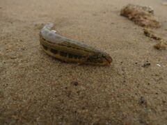 Cobitis taenia