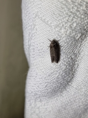 Heteromicta pachytera