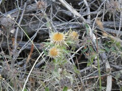 Carlina hispanica