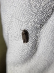 Heteromicta pachytera