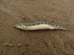 Cobitis taenia