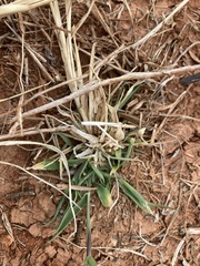 Eriochloa pseudoacrotricha