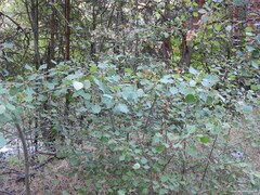 Populus tremula