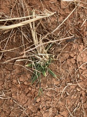 Eriochloa pseudoacrotricha