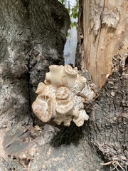 Cerioporus squamosus