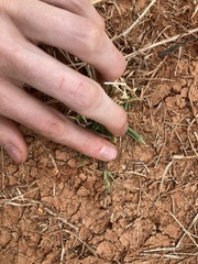 Eriochloa pseudoacrotricha